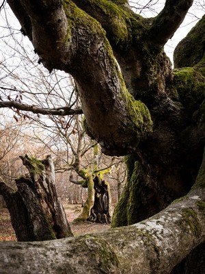 » #3/9 « / Zauberwald (Hutewald Halloh, 2023) / Feedback post by <a href="https://renegreinerfotografie.strkng.com/en/">Photographer René Greiner Fotografie</a> / 2023-01-07 13:29 / Natur / nature,naturephotography,wald,forest,buchen,trees