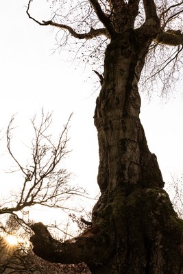 » #4/9 « / Zauberwald (Hutewald Halloh, 2023) / Feedback-Beitrag von <a href="https://renegreinerfotografie.strkng.com/de/">Fotograf René Greiner Fotografie</a> / 07.01.2023 13:29 / Natur / nature,naturephotography,wald,trees,buchen,alt