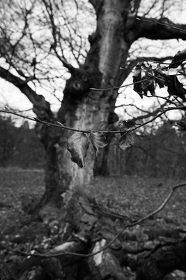 » #5/9 « / Zauberwald (Hutewald Halloh, 2023) / Feedback-Beitrag von <a href="https://renegreinerfotografie.strkng.com/de/">Fotograf René Greiner Fotografie</a> / 07.01.2023 13:29 / Schwarz-weiss / nature,naturephotography,blackandwhite,blackandwhitephotography,schwarzweiß,wald,buchen,trees,alt