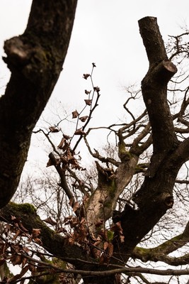 » #6/9 « / Zauberwald (Hutewald Halloh, 2023) / Feedback post by <a href="https://renegreinerfotografie.strkng.com/en/">Photographer René Greiner Fotografie</a> / 2023-01-07 13:29 / Natur / nature,naturephotography,wald,buchen,trees,alt