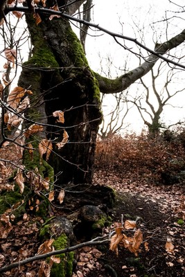 » #7/9 « / Zauberwald (Hutewald Halloh, 2023) / Feedback post by <a href="https://renegreinerfotografie.strkng.com/en/">Photographer René Greiner Fotografie</a> / 2023-01-07 13:29 / Natur / nature,naturephotography,wald,buchen,alt,trees
