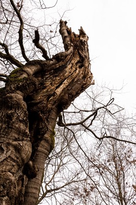 » #9/9 « / Zauberwald (Hutewald Halloh, 2023) / Feedback-Beitrag von <a href="https://renegreinerfotografie.strkng.com/de/">Fotograf René Greiner Fotografie</a> / 07.01.2023 13:29 / Natur / nature,naturephotography,wald,buchen,alt,trees,forest