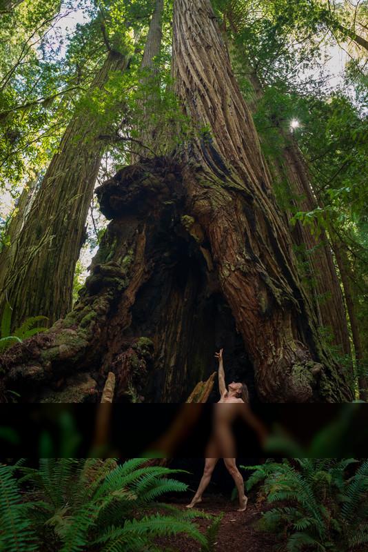 Redwoods - self portrait / Nude  Fotografie von Model Anna Sereno ★2 | STRKNG