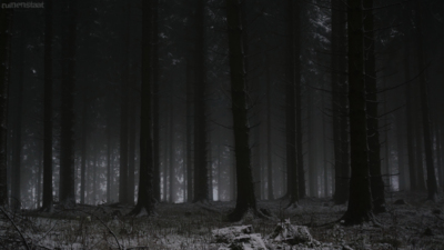 . in the woods / Landscapes  Fotografie von Fotograf Ruinenstaat | STRKNG