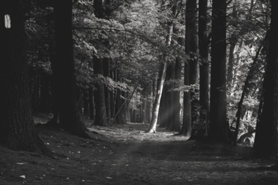 The Path of Whispers / Landscapes  Fotografie von Fotograf Flippermood ★1 | STRKNG