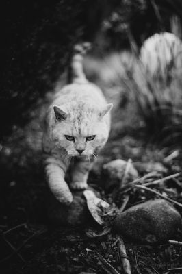 *Jürgen* / Schwarz-weiss  Fotografie von Fotografin QiK Photography ★21 | STRKNG