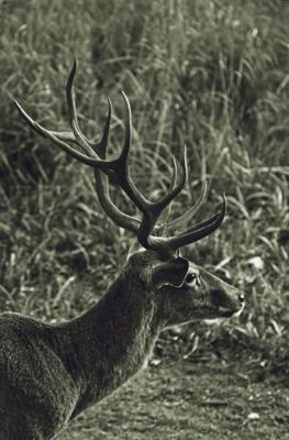 Cernunnos / Wildlife  Fotografie von Fotografin Ana Sioux ★3 | STRKNG