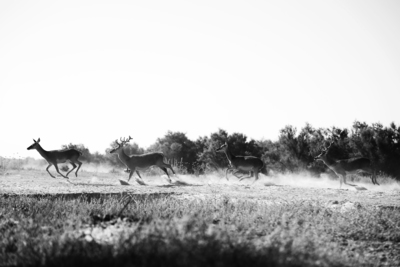 La Boca Del Lobo / Wildlife  photography by Photographer Ana Sioux ★3 | STRKNG