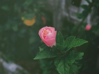 Flower / Nature  photography by Photographer look kon lek | STRKNG