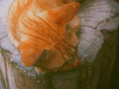 Cat! / Street  photography by Photographer look kon lek | STRKNG