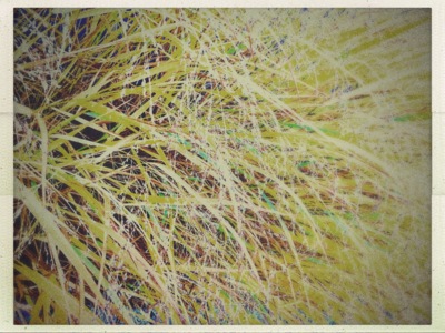 Gras / Nature  photography by Photographer Maren ★1 | STRKNG