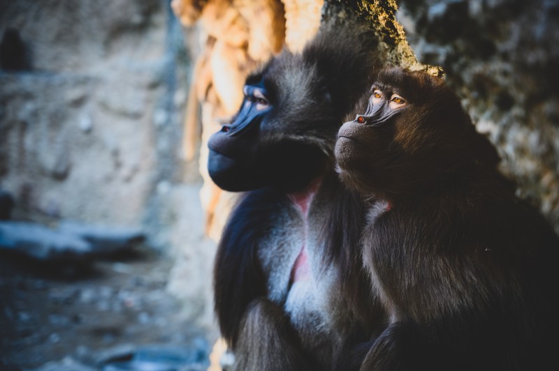 Monkeys - &copy; Thomas Lottermoser | Tiere