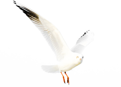 Just a dull gull... / Tiere  Fotografie von Fotograf Thomas Lottermoser ★6 | STRKNG