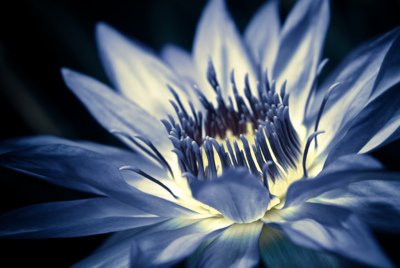 Waterlily / Natur  Fotografie von Fotograf Thomas Lottermoser ★6 | STRKNG