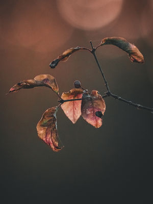 Autumn / Natur  Fotografie von Fotograf Thomas Lottermoser ★6 | STRKNG