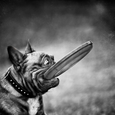 Mitten in die Fr.... rein / Tiere  Fotografie von Fotografin Steffi Atze | STRKNG