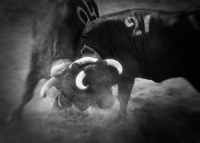 Combats Reines - Valais - Suisse - Oct 2017 / Wildlife  photography by Photographer Fabrice Muller Photography ★9 | STRKNG
