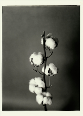 Cotton Flowers / Black and White  photography by Photographer Fabrice Muller Photography ★9 | STRKNG