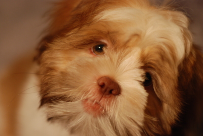 Joaquim / Tiere  Fotografie von Fotograf Bruno Colli ★1 | STRKNG