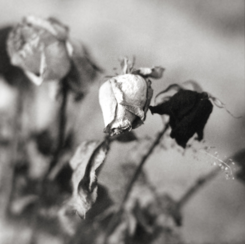 A Dead Rose, Love's Lost Token - &copy; Andy Freer | Still life