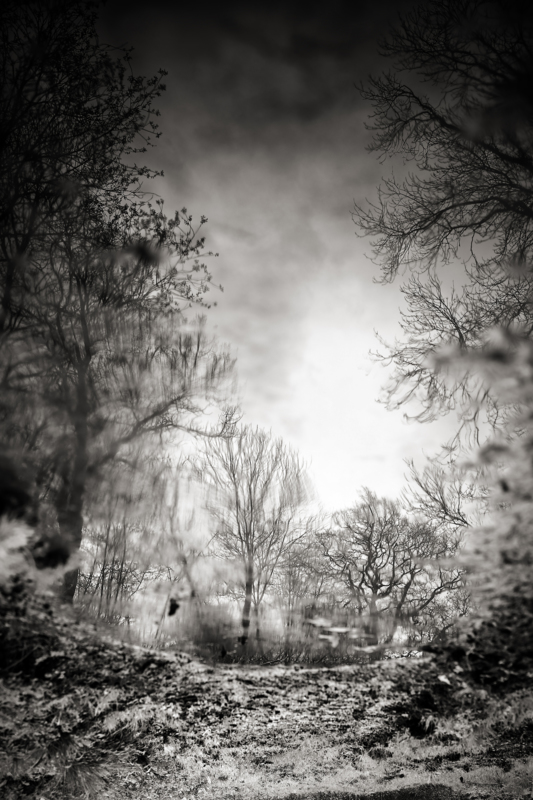 The Creeping Woods - &copy; Andy Freer | Black and White
