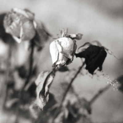 A Dead Rose, Love's Lost Token / Still-Leben  Fotografie von Fotograf Andy Freer ★2 | STRKNG