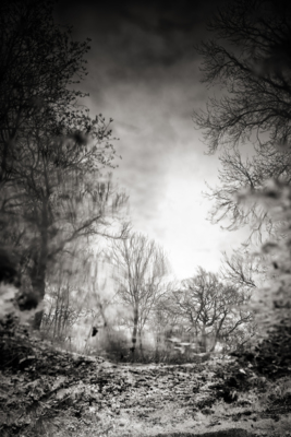 The Creeping Woods / Black and White  photography by Photographer Andy Freer ★2 | STRKNG