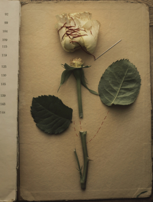 The Rose from &quot;The Botany Lesson&quot; series / Still-Leben  Fotografie von Fotografin Magdalena Franczuk ★33 | STRKNG