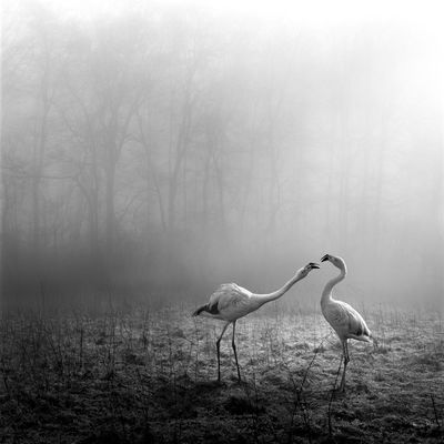 tierwald#115 / Fine Art  Fotografie von Fotograf framafo ★21 | STRKNG