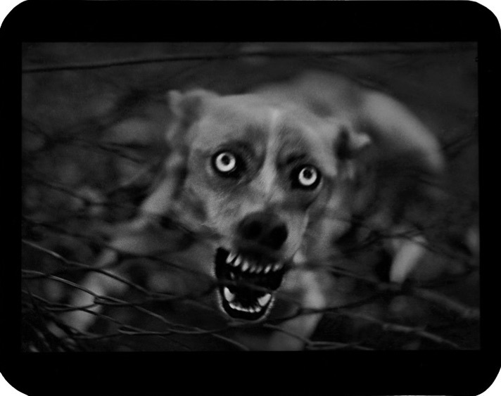 The Animals - &copy; Giacomo Brunelli | Animals