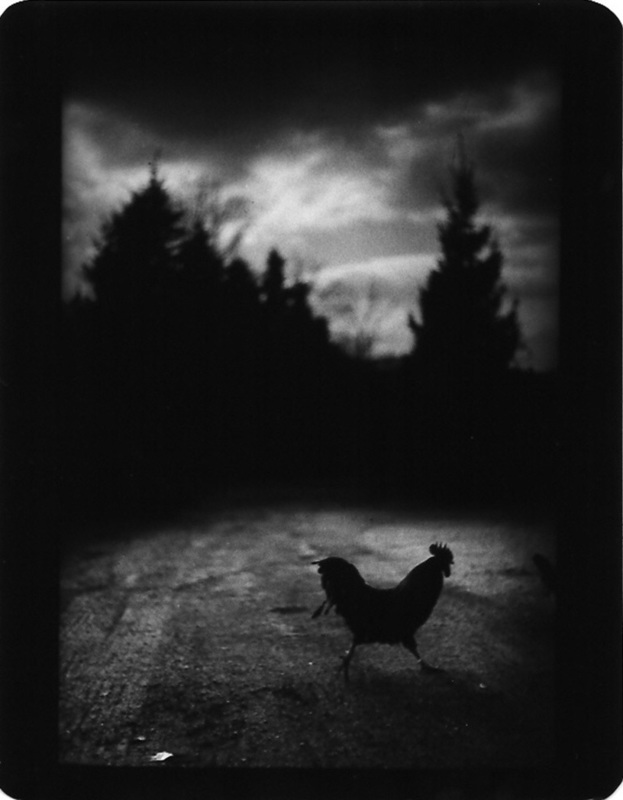 The Animals - &copy; Giacomo Brunelli | Tiere