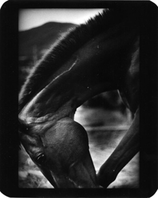 The Animals / Architektur  Fotografie von Fotograf Giacomo Brunelli ★12 | STRKNG