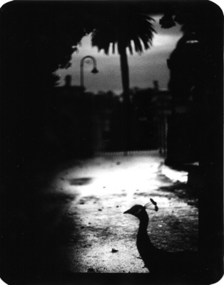 The Animals / Tiere  Fotografie von Fotograf Giacomo Brunelli ★12 | STRKNG