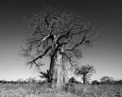 The Bayobab / Nature  photography by Photographer Hamish Niven ★1 | STRKNG