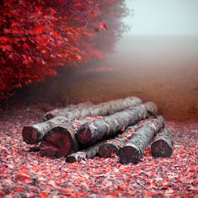 automne / Natur  Fotografie von Fotograf Eric Frey ★6 | STRKNG