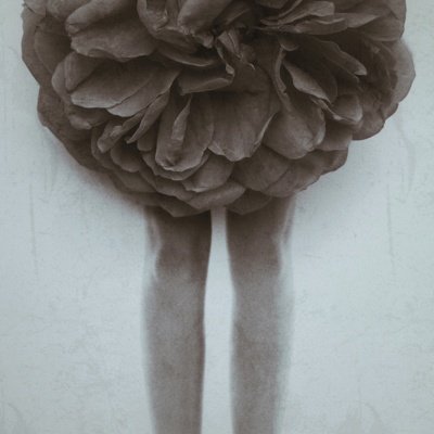 A Rose / Kreativ  Fotografie von Fotograf goal74 ★1 | STRKNG