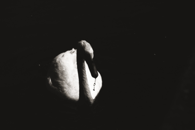 Schwan / Black and White  photography by Photographer Uschka Design | STRKNG