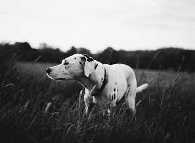 Luella on film / Schwarz-weiss  Fotografie von Fotograf motoki | STRKNG