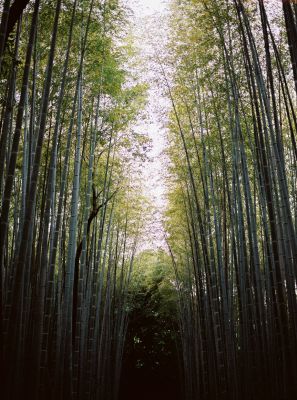 Listen to the winds | Kyoto on film / Landscapes  photography by Photographer motoki | STRKNG