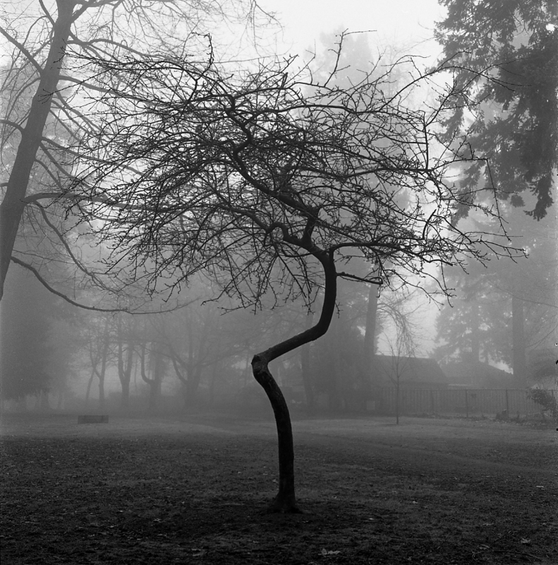Maple Tree - &copy; Bobby Ce | Nature