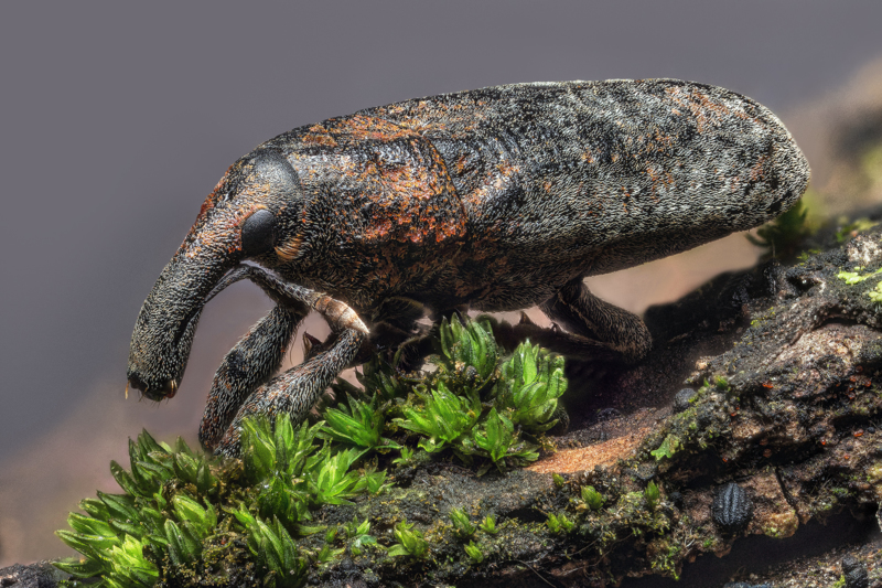 Weevil - Staged - 2.25x - Stackshot - Zerene Stacker- PMax - 178 - Cropped 2000px - &copy; Missouri Home Tours, LLC | St. Louis Real Estate Marketing Photographer | Makro