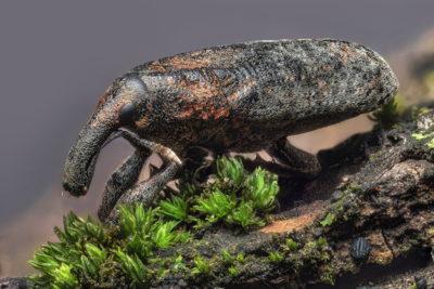 Weevil - Staged - 2.25x - Stackshot - Zerene Stacker- PMax - 178 - Cropped 2000px / Makro  Fotografie von Fotograf Missouri Home Tours, LLC | St. Louis Real Estate Marketing Photographer | STRKNG