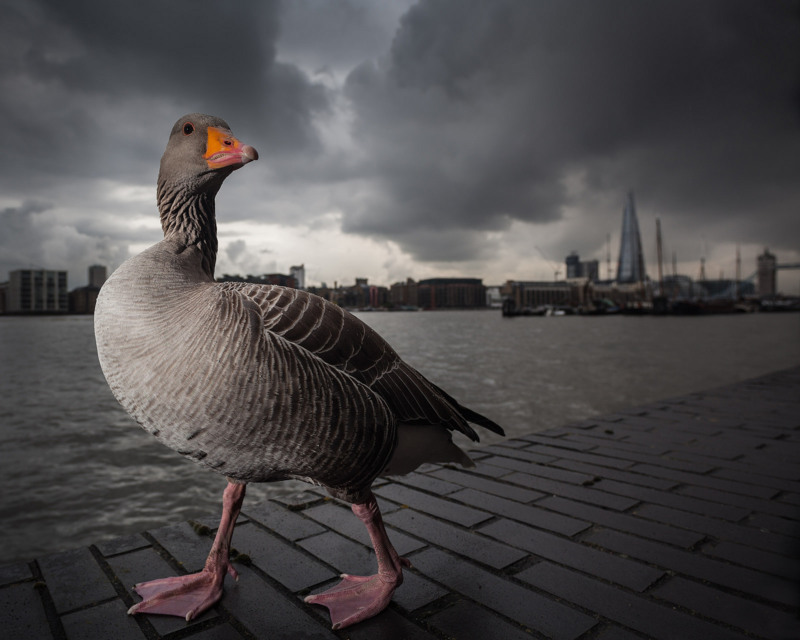 Tourist - &copy; Lee Acaster | Wildlife