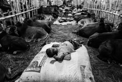 Lets dream of cattles / Dokumentation  Fotografie von Fotograf A. adnan ★1 | STRKNG