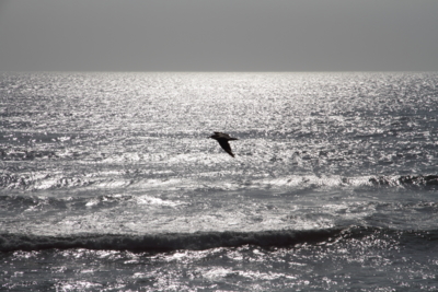 Silverlines / Natur  Fotografie von Fotografin passionpictures ★1 | STRKNG