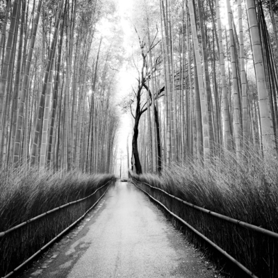 Sagano Bamboo Forest / Schwarz-weiss  Fotografie von Fotograf Thomas Leong ★1 | STRKNG