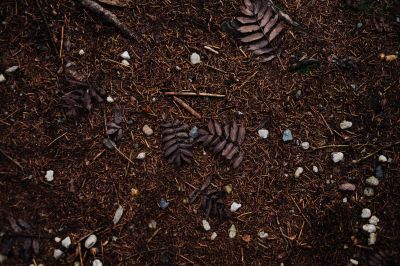 pattern / Natur  Fotografie von Fotografin Susann Bargas Gomez ★3 | STRKNG