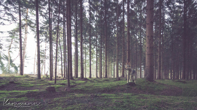 Homeland - &copy; Sven Kammann | Natur