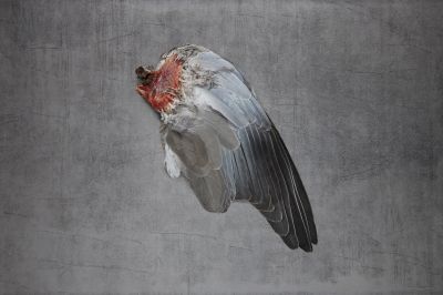 Left in pieces - samsara ilknur donmez - https://flic.kr/p/2najWv6 / Fine Art  Fotografie von Fotografin samsara ilknur donmez ★7 | STRKNG