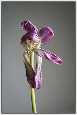 Tulpe 2 / Fine Art  Fotografie von Fotograf Walter | STRKNG